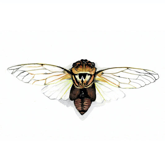 Masked Devil Cicada Art Print - Calypso