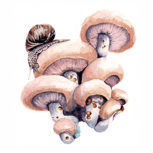 Snail on Mushrooms Art Print - Lief