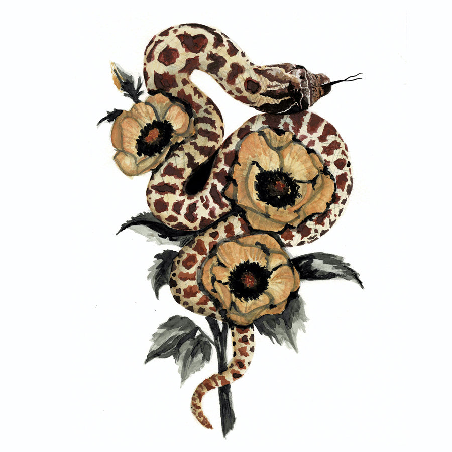 Western Hognose Snake Art Print - Helix